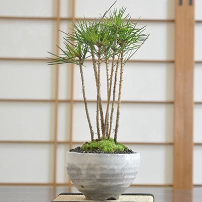 黒松の寄せ植え