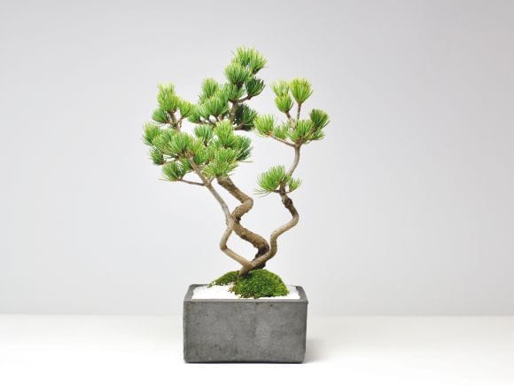 昇り龍五葉松