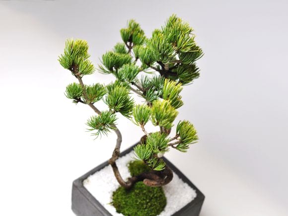 昇り龍五葉松