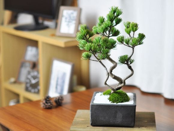 ミニチュア盆栽添配駿河山正龍神人が盆栽を愛でている盆栽byこつこつじい様