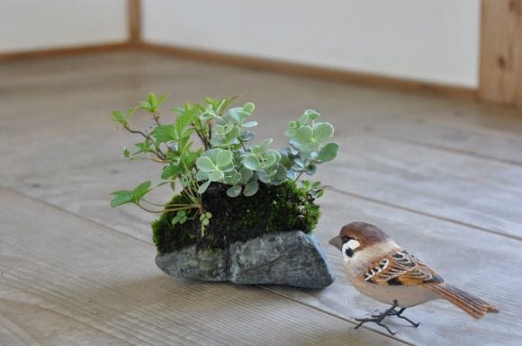 石付き いちご、ミセバヤ他数種類の寄せ植え 1点物 No.228の盆栽を販売