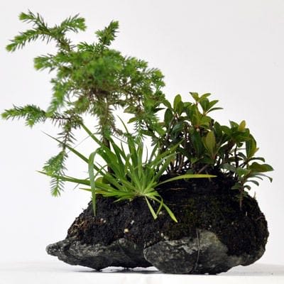 石付き　やぶこうじ、杜松、まめづた等　寄せ植え 1点物　No.229