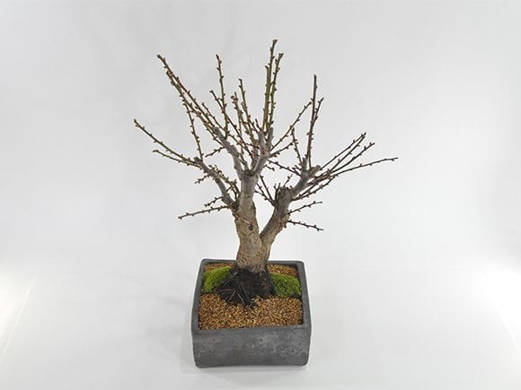 紅白梅 豪華絢爛の盆栽｜盆栽妙 – 盆栽妙 本店