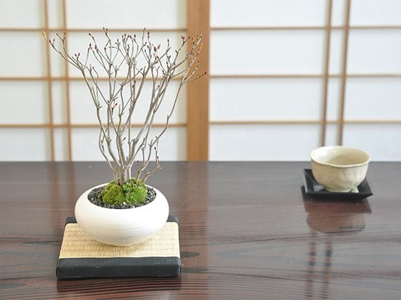 お盆特価。厳選ドウダンツツジ。 1F|ドウダンツツジ、盆栽用など入荷ご案内！ | オザキフラワーパーク