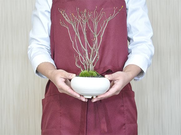 ツクモドウダンツツジの盆栽｜盆栽妙 – 盆栽妙 本店