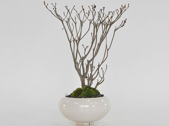 ツクモドウダンツツジ 盆栽 ツクモドウダンツツジの盆栽｜盆栽妙 – 盆栽妙 本店