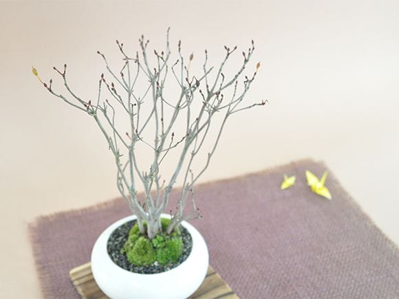 ツクモドウダンツツジの盆栽｜盆栽妙 – 盆栽妙 本店