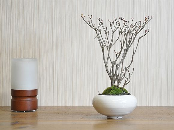 ツクモドウダンツツジ 盆栽 ツクモドウダンツツジ