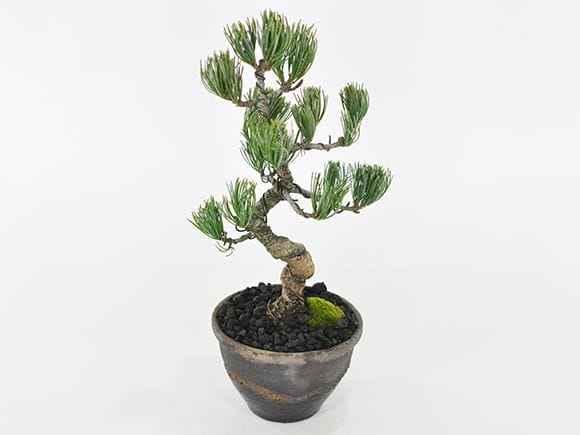 北の赤蝦夷松　苗木　1.2メートル　クリスマスツリーに最適！ 北の赤蝦夷松 苗木 1メートル40センチ クリスマスツリーに最適