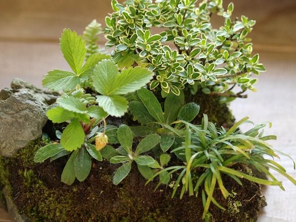 石付き イチゴの寄せ植え 1点もの No.22の盆栽を販売｜ギフトを贈る
