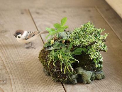 石付き イチゴの寄せ植え　1点もの No.22