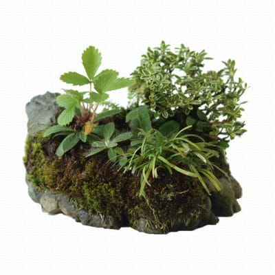 石付き イチゴの寄せ植え　1点もの No.22
