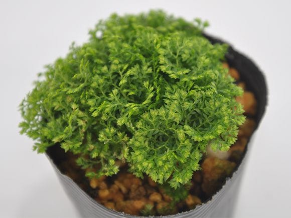 ヒカリ苔 山野草｜盆栽妙 – 盆栽妙 本店