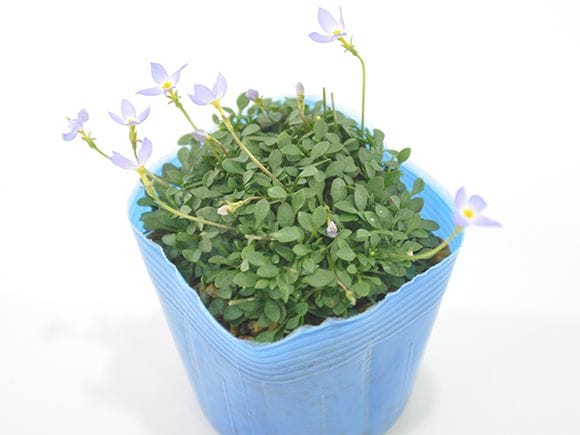 ヒナ草 青紫花