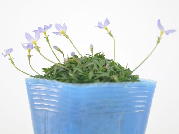 ヒナ草 青紫花