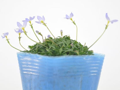 ヒナ草 青紫花