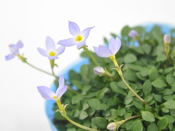 ヒナ草 青紫花