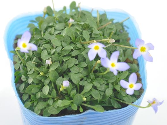 ヒナ草 青紫花