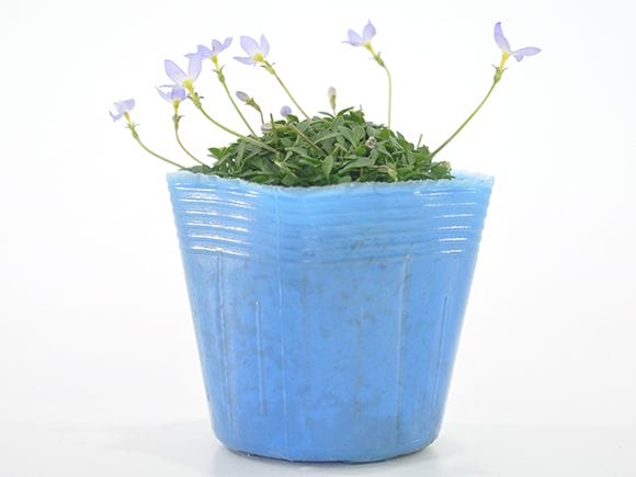 ヒナ草 青紫花