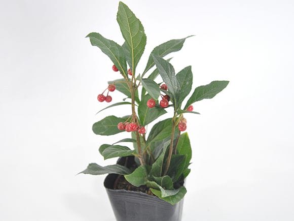 ヤブコウジ 山野草｜盆栽妙 – 盆栽妙 本店