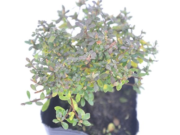 大特価！ツツジ 盆栽　超極太　雲仙 深山霧島　花蕾沢山あります 大特価！ツツジ 盆栽 超極太 雲仙 深山霧島 花蕾沢山あります