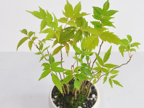 ハゼの盆栽 寄せ植えを販売｜入門は盆栽妙 – 盆栽妙 本店