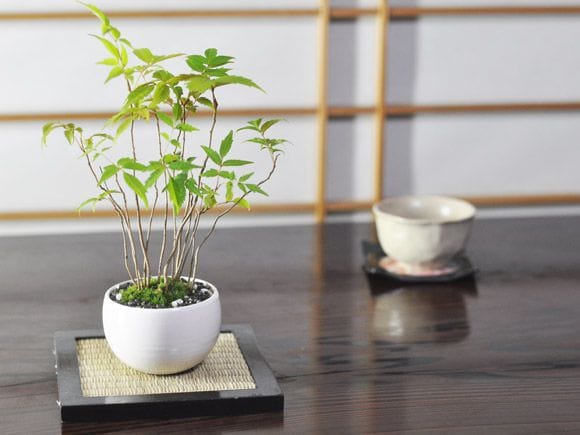 ハゼの盆栽 寄せ植えを販売｜入門は盆栽妙 – 盆栽妙 本店