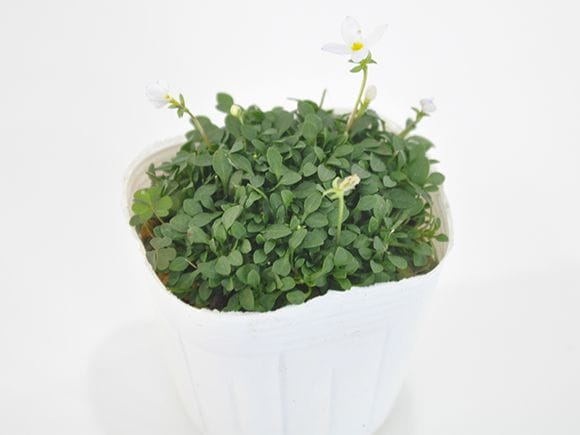 ヒナ草 白花