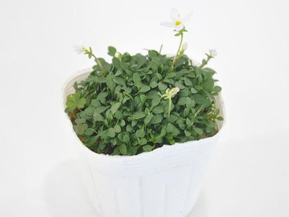 ヒナ草 白花