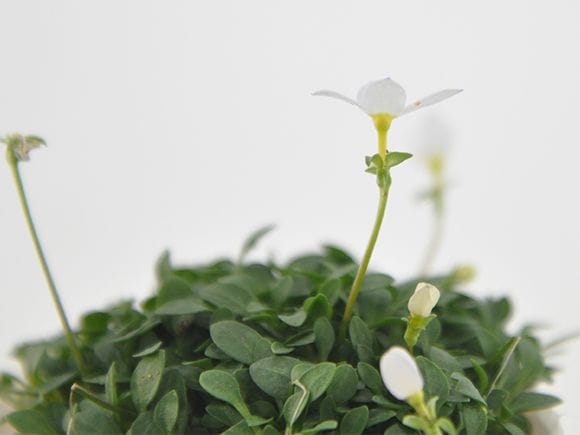 ヒナ草 白花