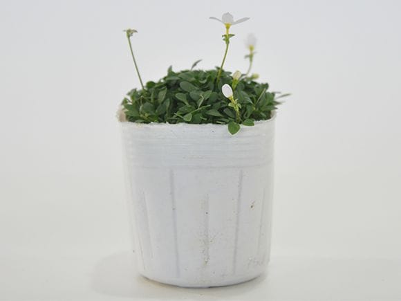 ヒナ草 白花