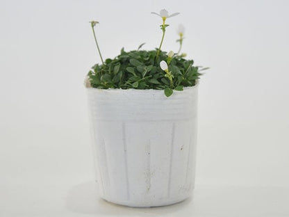 ヒナ草 白花