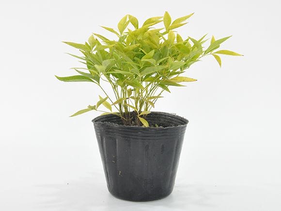 白実南天 山野草｜盆栽妙 – 盆栽妙 本店