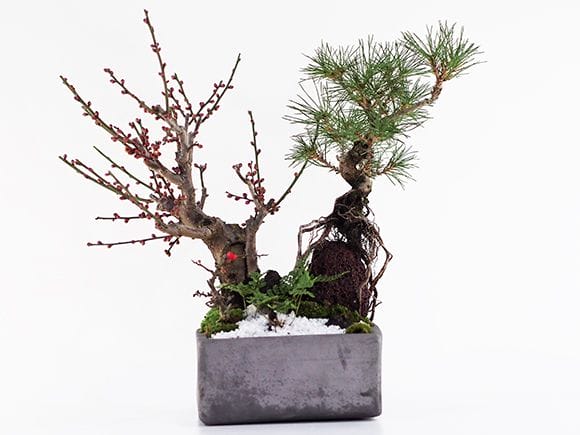 黒松と紅白梅の寄せ植え｜盆栽妙 – 盆栽妙 本店