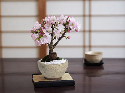 ミニ桜の信楽おわん鉢