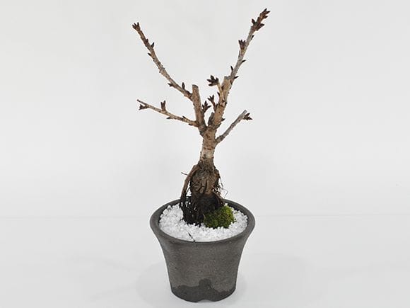 旭山桜シックな桜のモダン盆栽｜盆栽妙 – 盆栽妙 本店