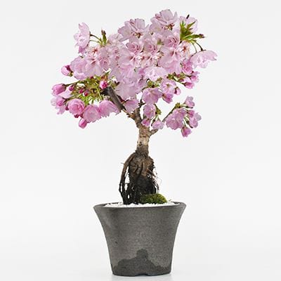 旭山桜のシックな桜のモダン盆栽