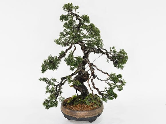 【大品　真柏盆栽】　　　　　　　⭕ザ 盆栽❗お気に入り品❗ 威風堂々 真柏｜盆栽妙 – 盆栽妙 本店