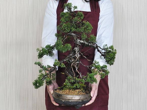 威風堂々 真柏