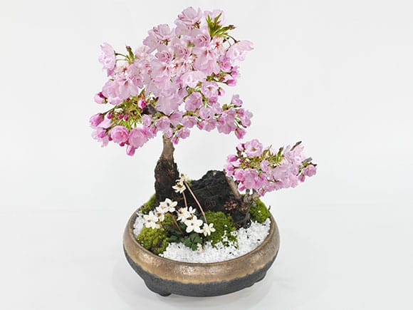 盆栽 桜 | ペーパーナノ® | Kawada Official Original Brand Site
