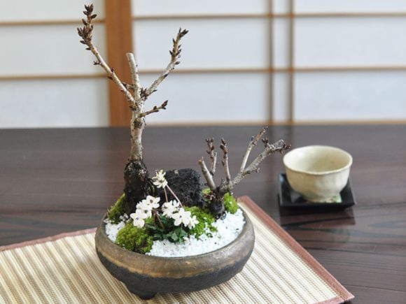 桜の和の庭｜盆栽妙 – 盆栽妙 本店