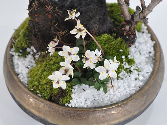おおつさま専用です。桜と万両の盆栽。 桜の和の庭｜盆栽妙 – 盆栽妙 本店