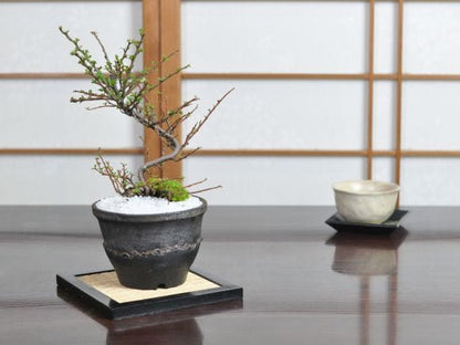ベニシタン