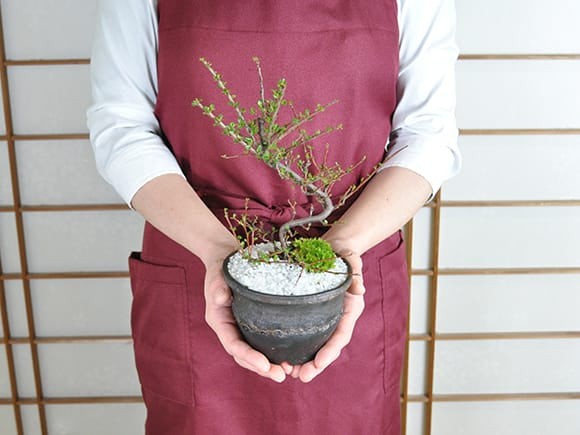 ベニシタン｜盆栽妙 – 盆栽妙 本店