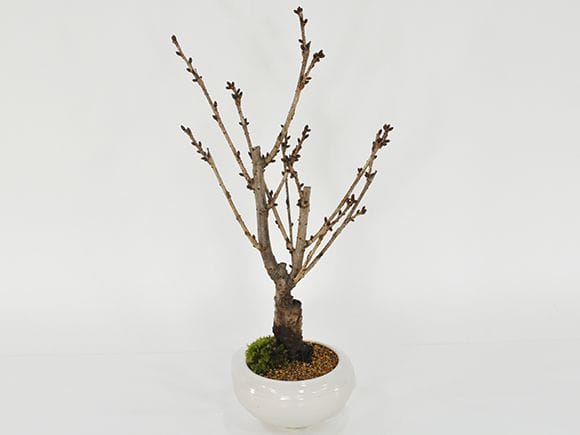 御殿場桜｜盆栽妙 – 盆栽妙 本店