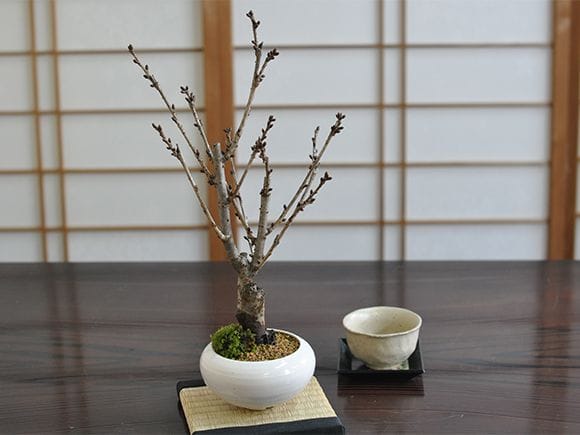 御殿場桜｜盆栽妙 – 盆栽妙 本店