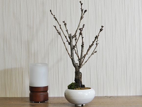 御殿場桜