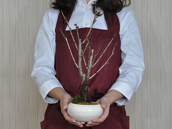 御殿場桜