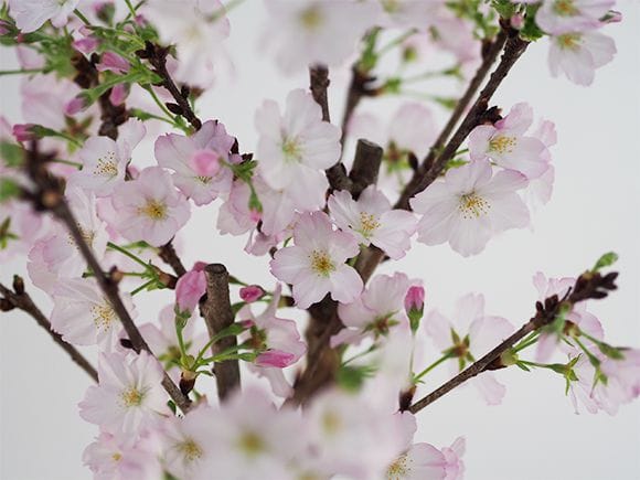 御殿場桜｜盆栽妙 – 盆栽妙 本店