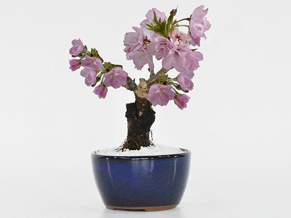 お試しのミニ桜｜盆栽妙 – 盆栽妙 本店